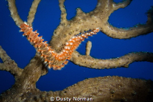 "Sections"
Bearded Fireworm crawls along a Gorgonian. by Dusty Norman 